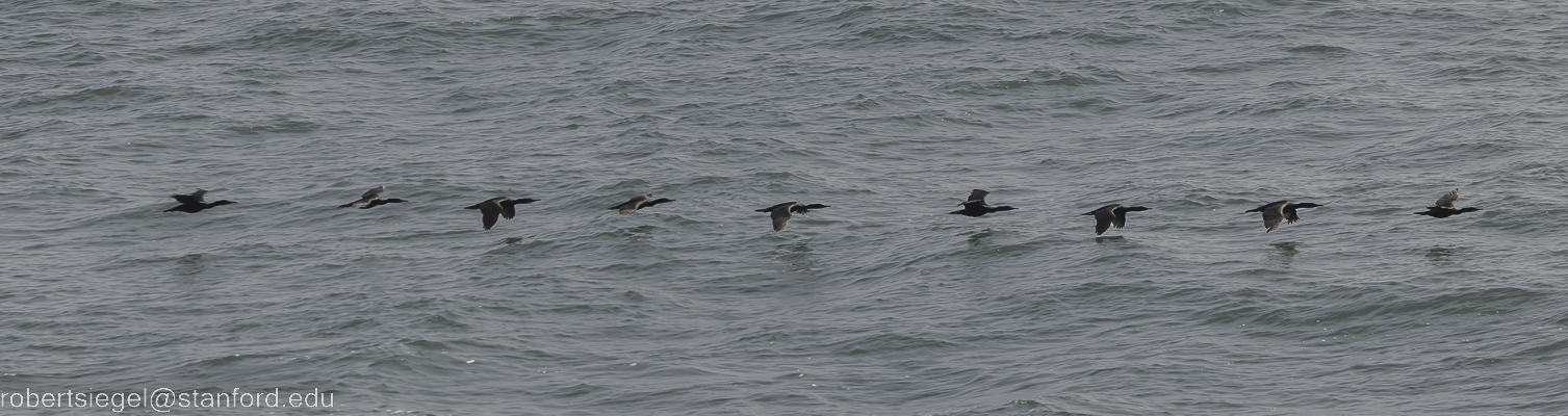 pigeon point